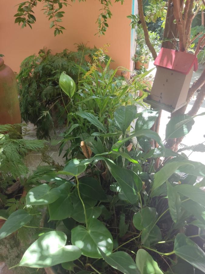 Recanto Toca Das Plantas De Ilhabela I Eksteriør billede
