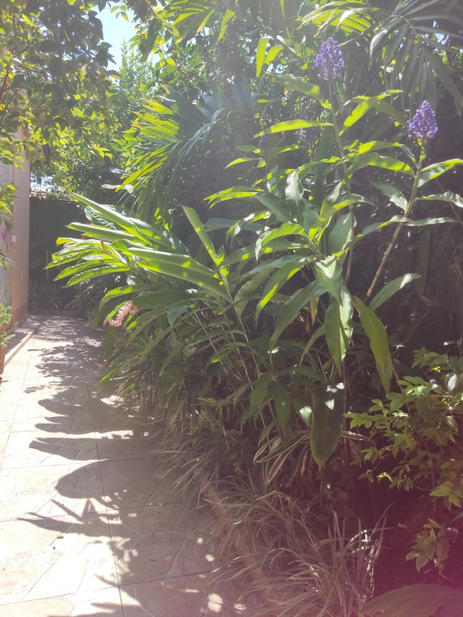 Recanto Toca Das Plantas De Ilhabela I Værelse billede